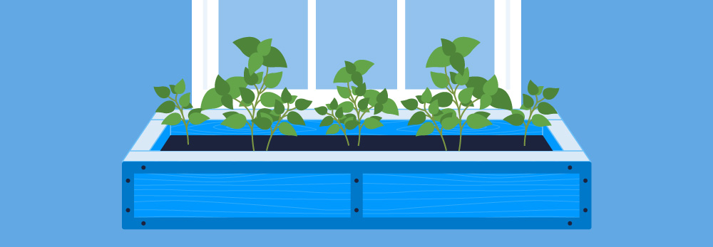 Window box basil
