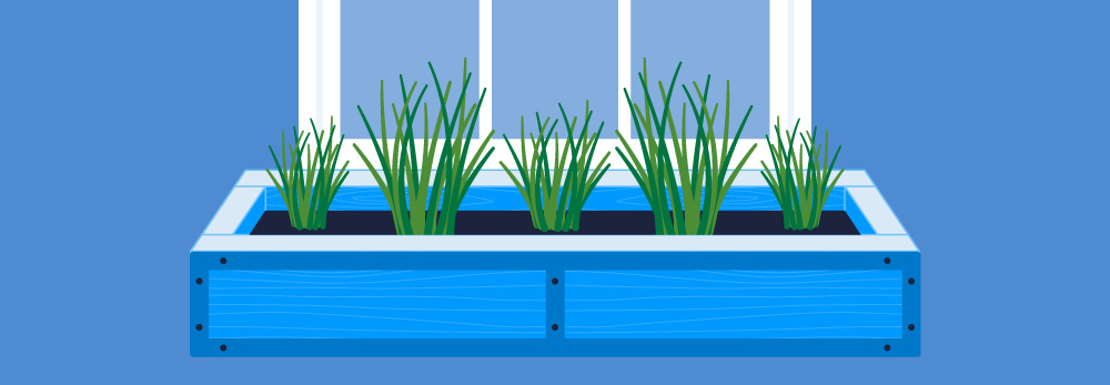 Window box chives