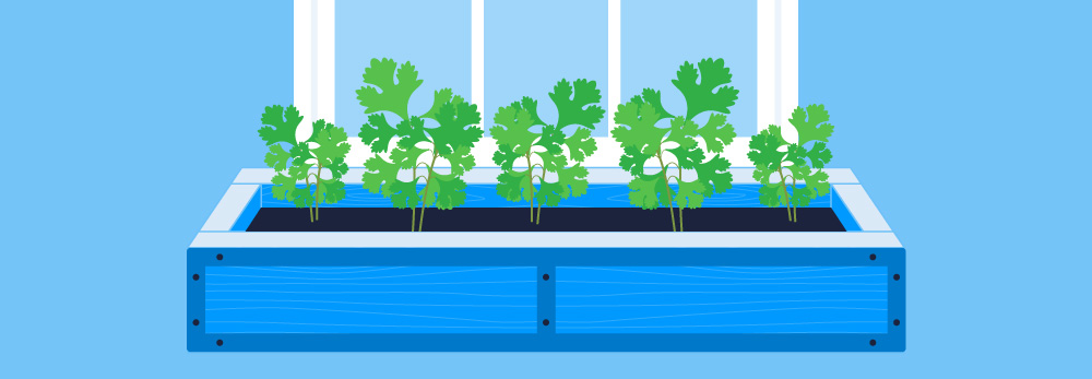 Window box cilantro