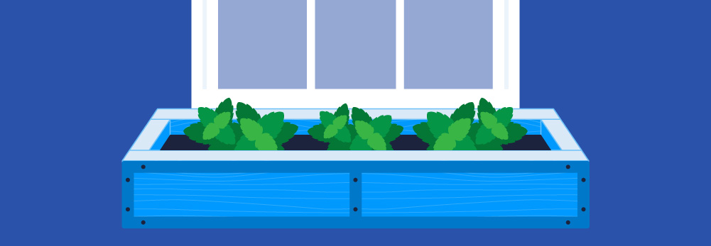 Window box mint