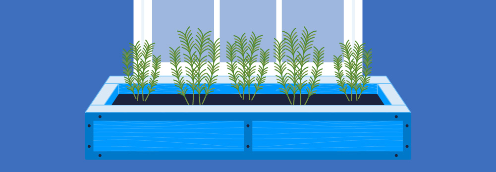 Window box rosemary